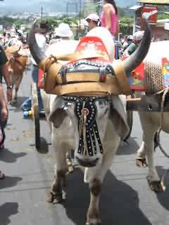 Carreta Típica