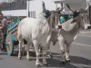 carreta03