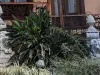 acacias20
