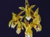 orquideas10 orquideas10