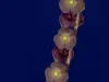 orquideas11 orquideas11