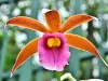 orquideas14 orquideas14