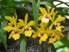 orquideas15 orquideas15