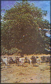 Árbol de Guanacaste