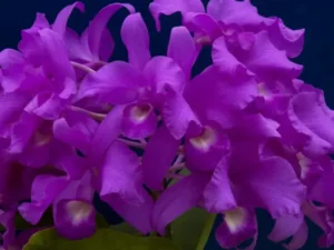 Las orquídeas