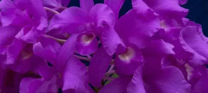 Las orquídeas