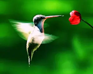 El colibrí El colibrí