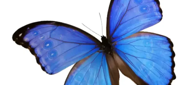 Mariposa Morpho Helenor Narcissus Mariposa Morpho Helenor Narcissus