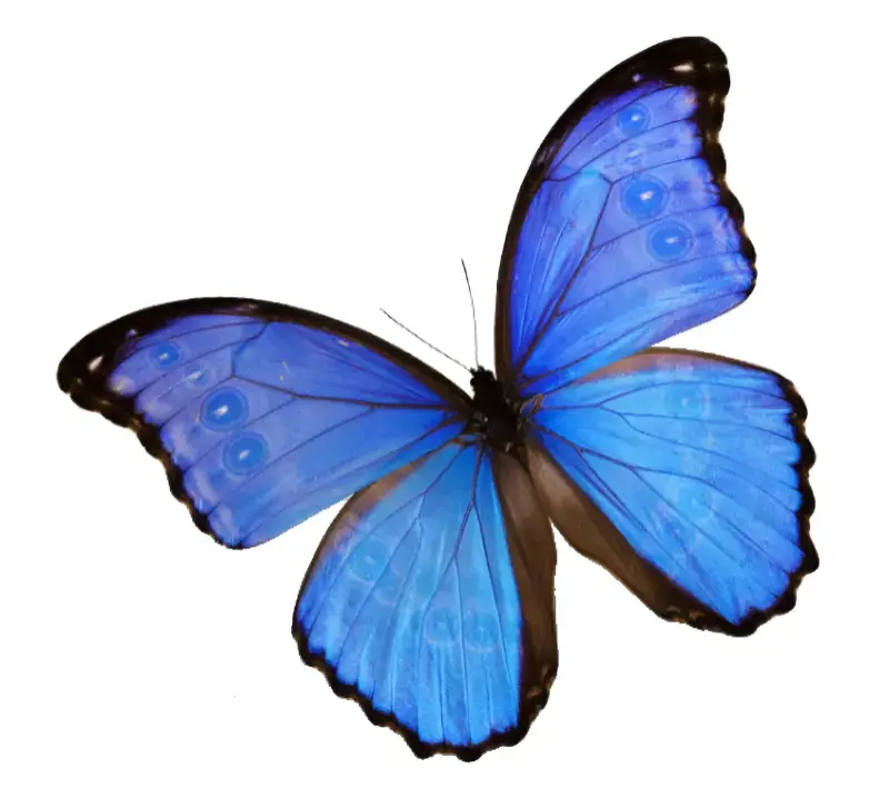 Morpho Helenor Narcissus
